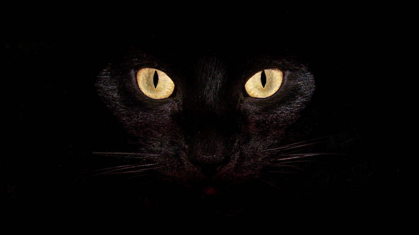 黄眼黑猫炫酷桌面 壁纸