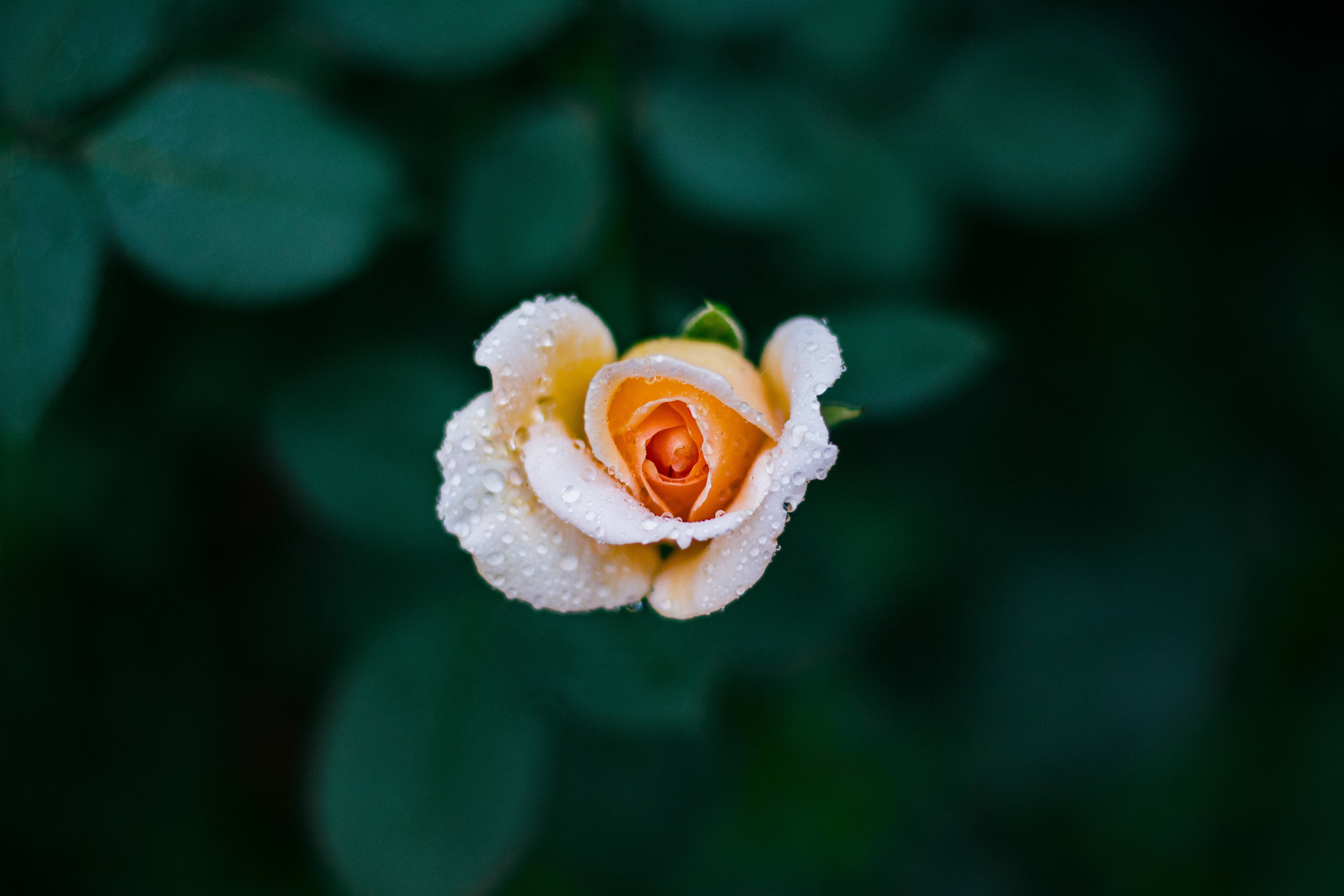 黄色玫瑰花蕾 壁纸