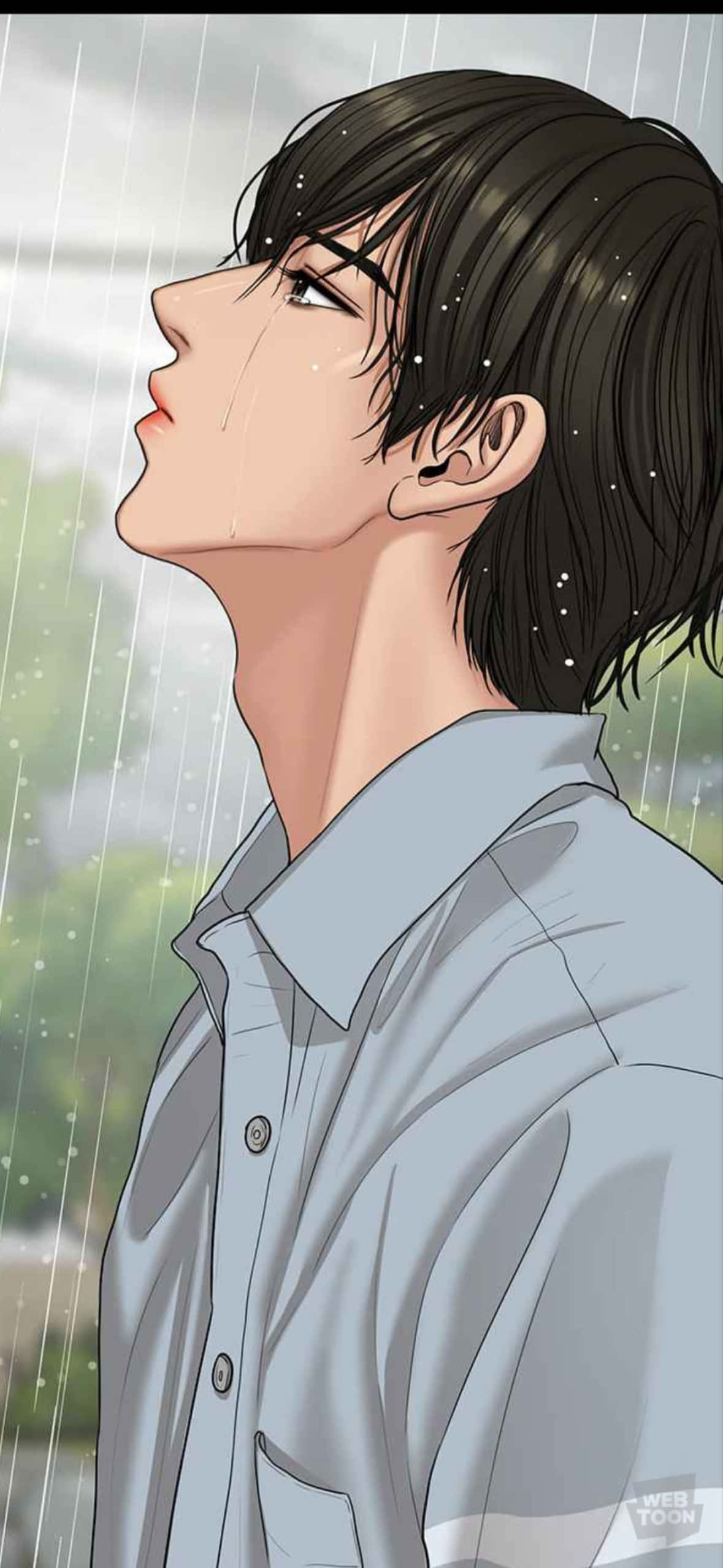 黎明棉花田 壁纸