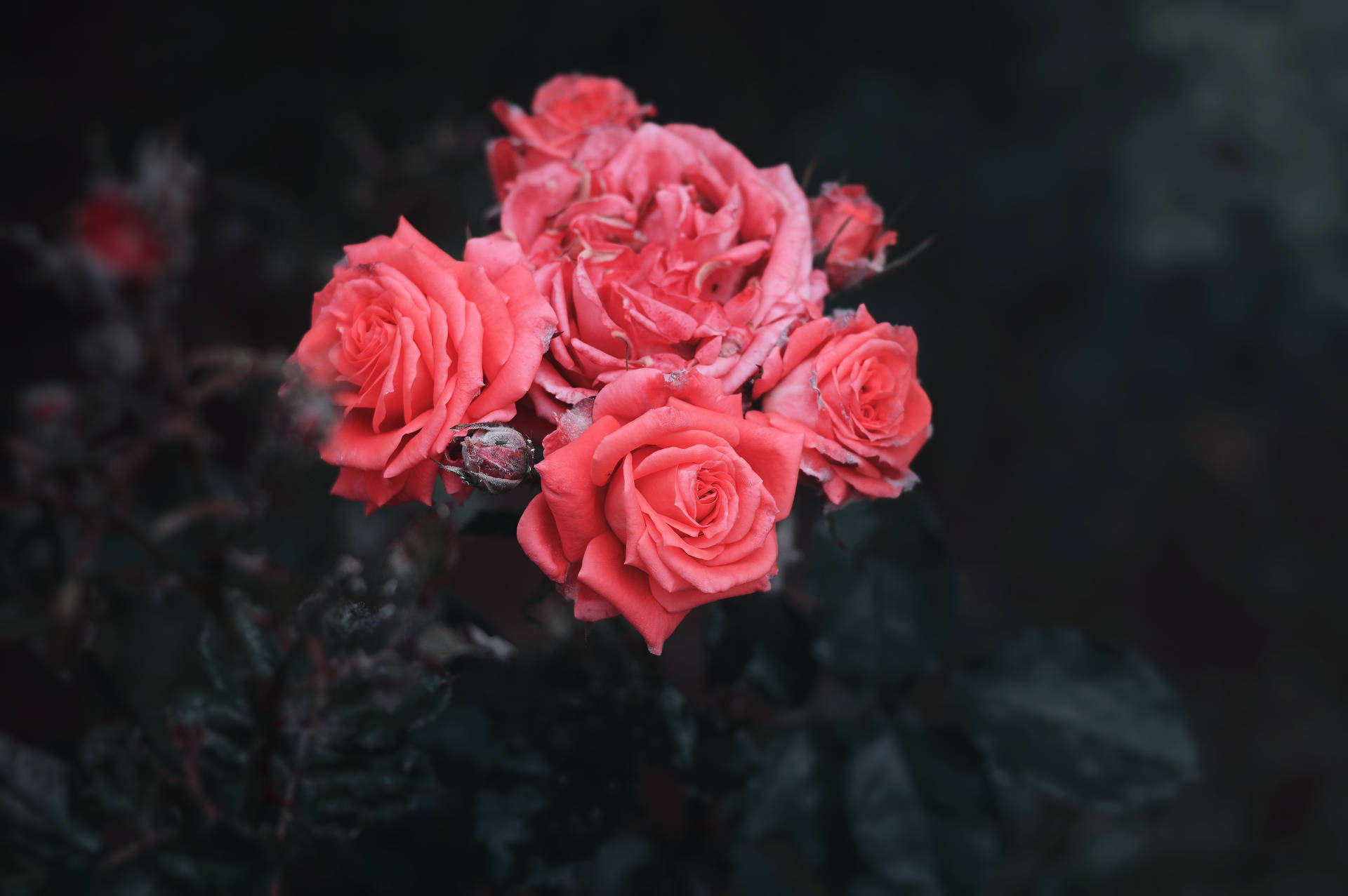预览壁纸 玫瑰, 花丛, 花蕾