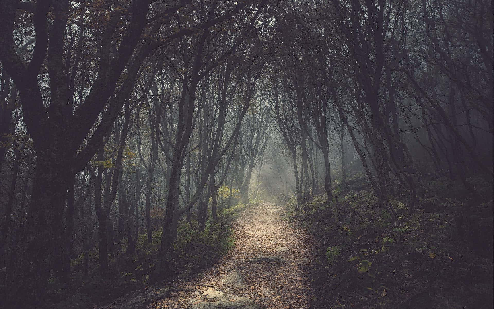 黑暗森林背景 壁纸