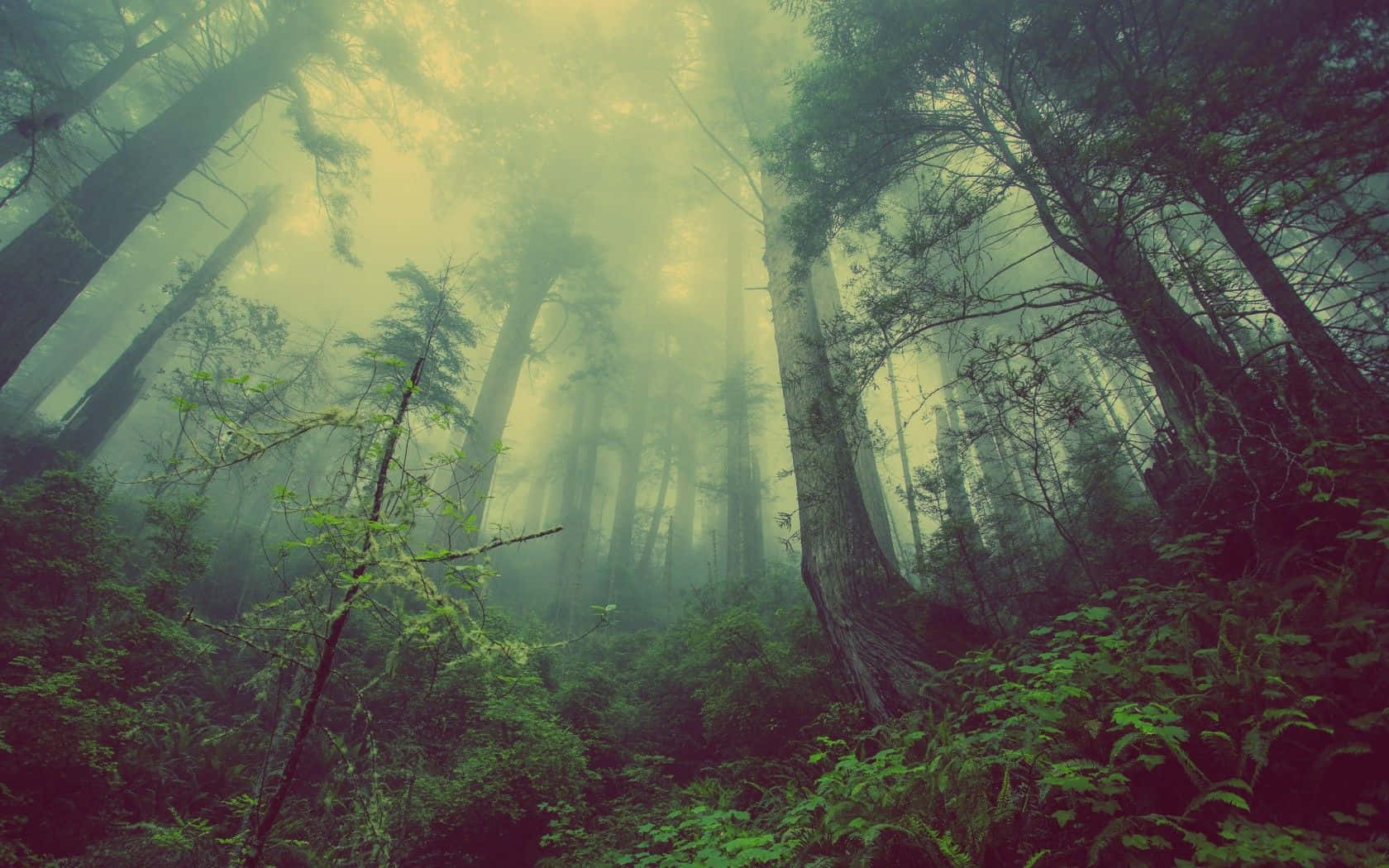 黑暗森林背景 壁纸