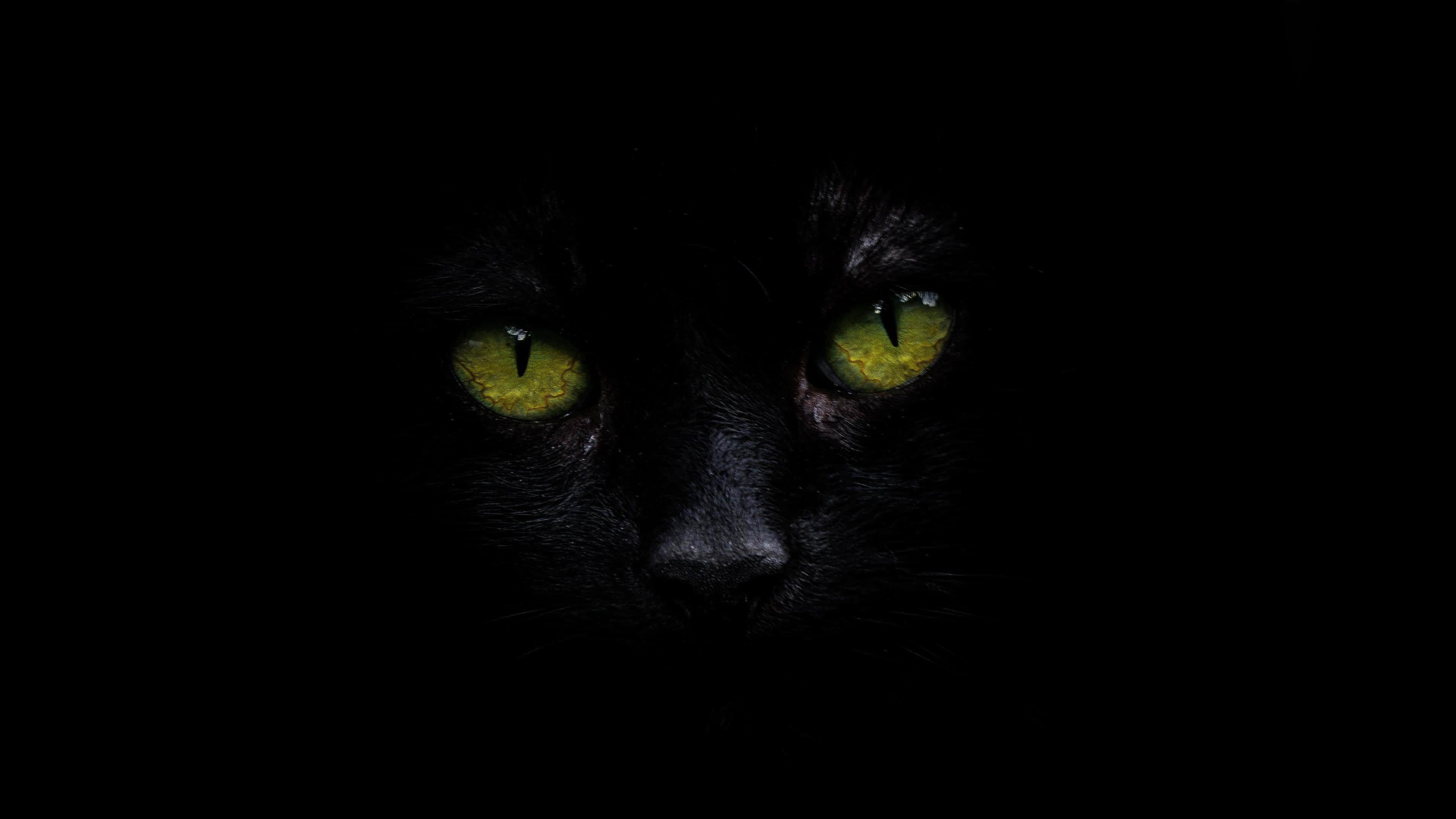 黑猫4K OLED壁纸 壁纸