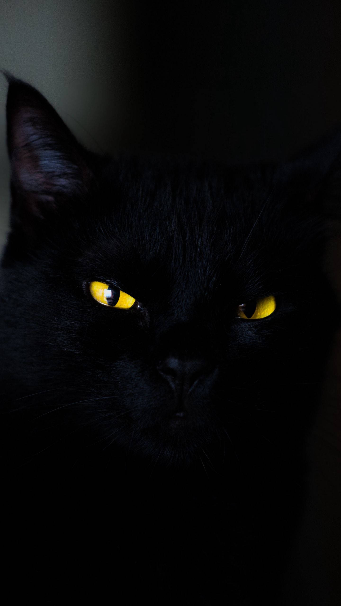 黑猫iPhone 6 Plus 壁纸
