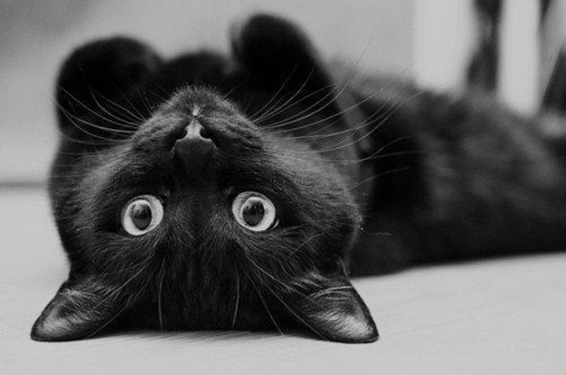 黑猫仰躺 壁纸
