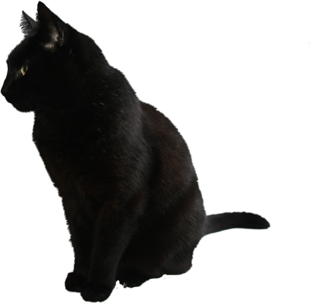 黑猫侧面照 壁纸