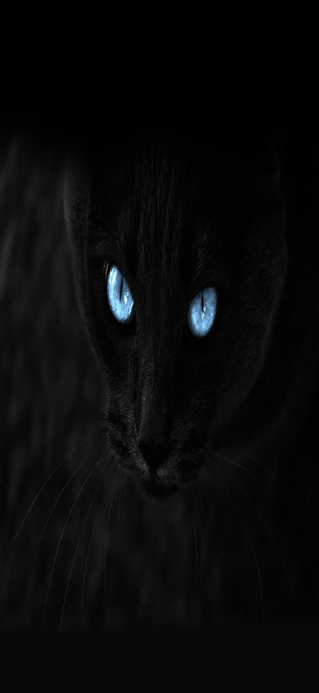 黑猫全高清手机壁纸 壁纸