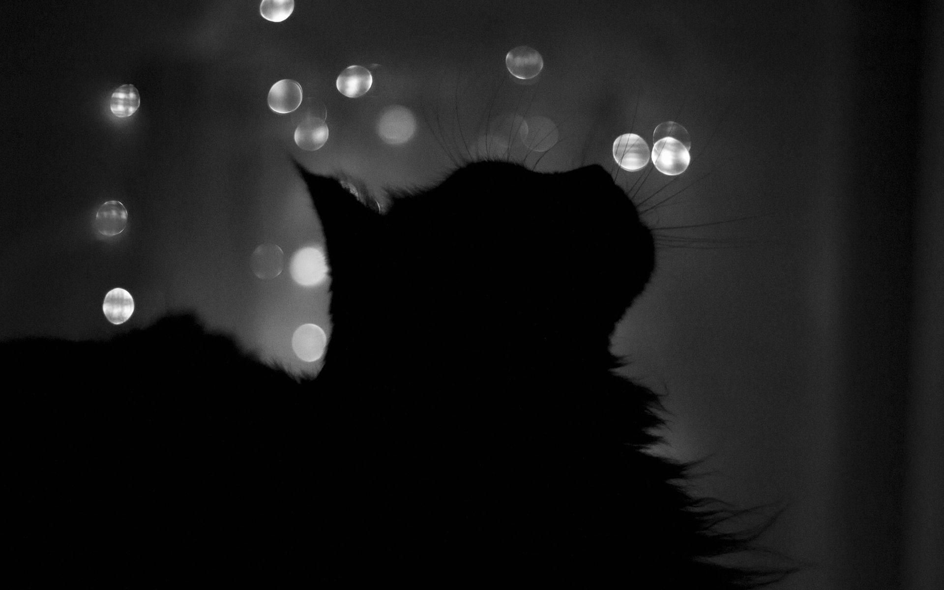 黑猫剪影 壁纸