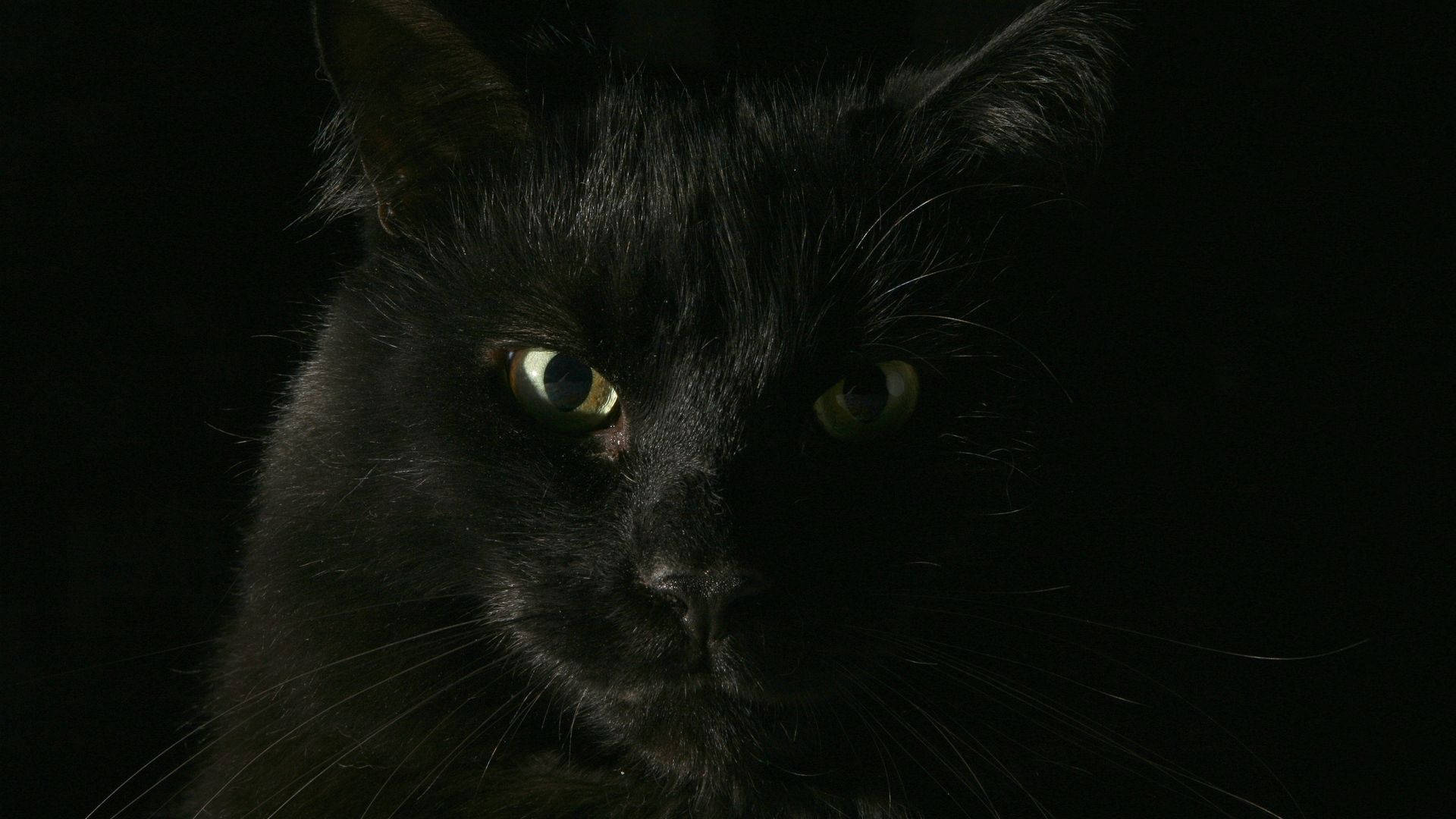 黑猫动物特写壁纸