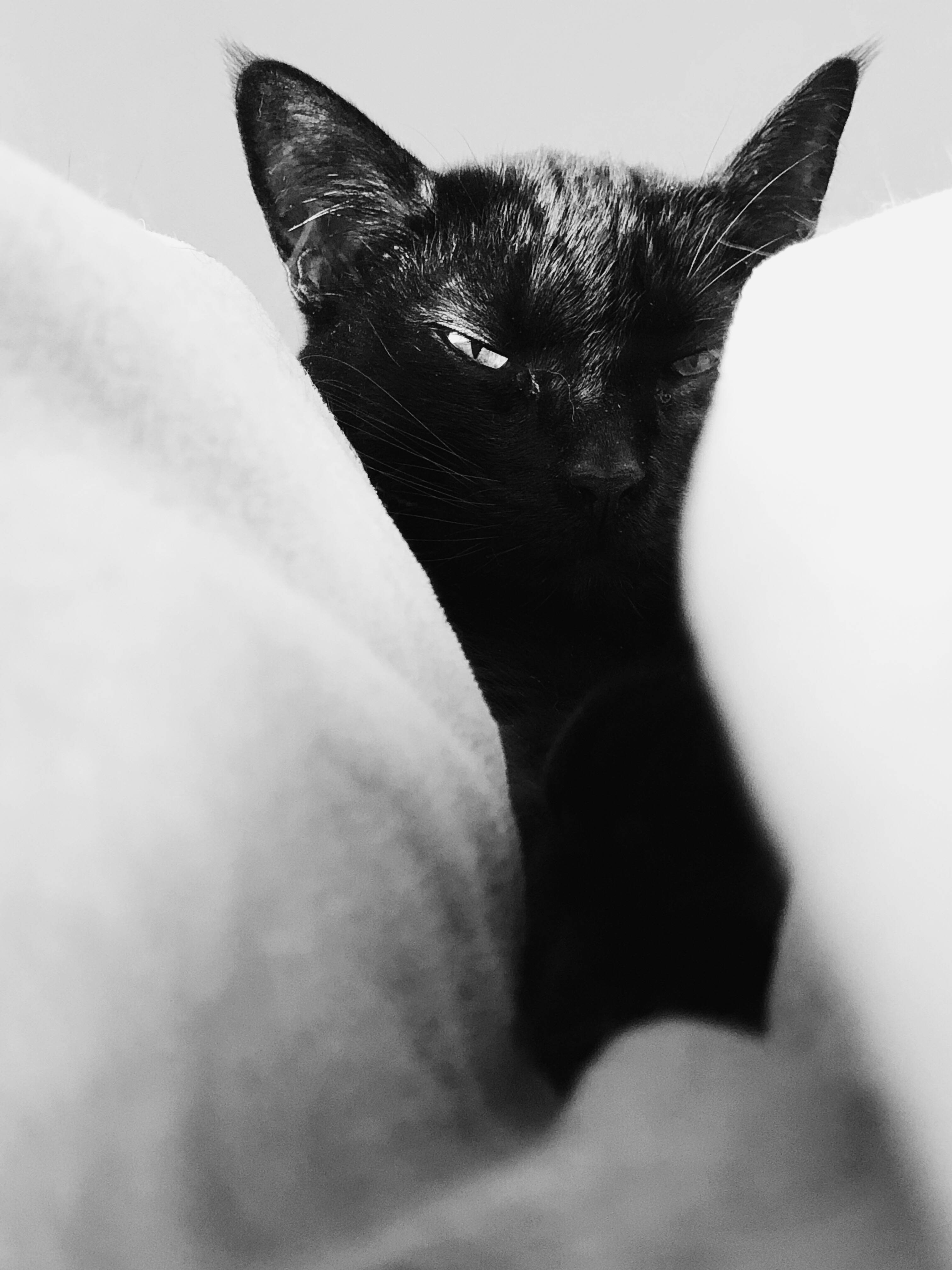 黑猫白枕 壁纸