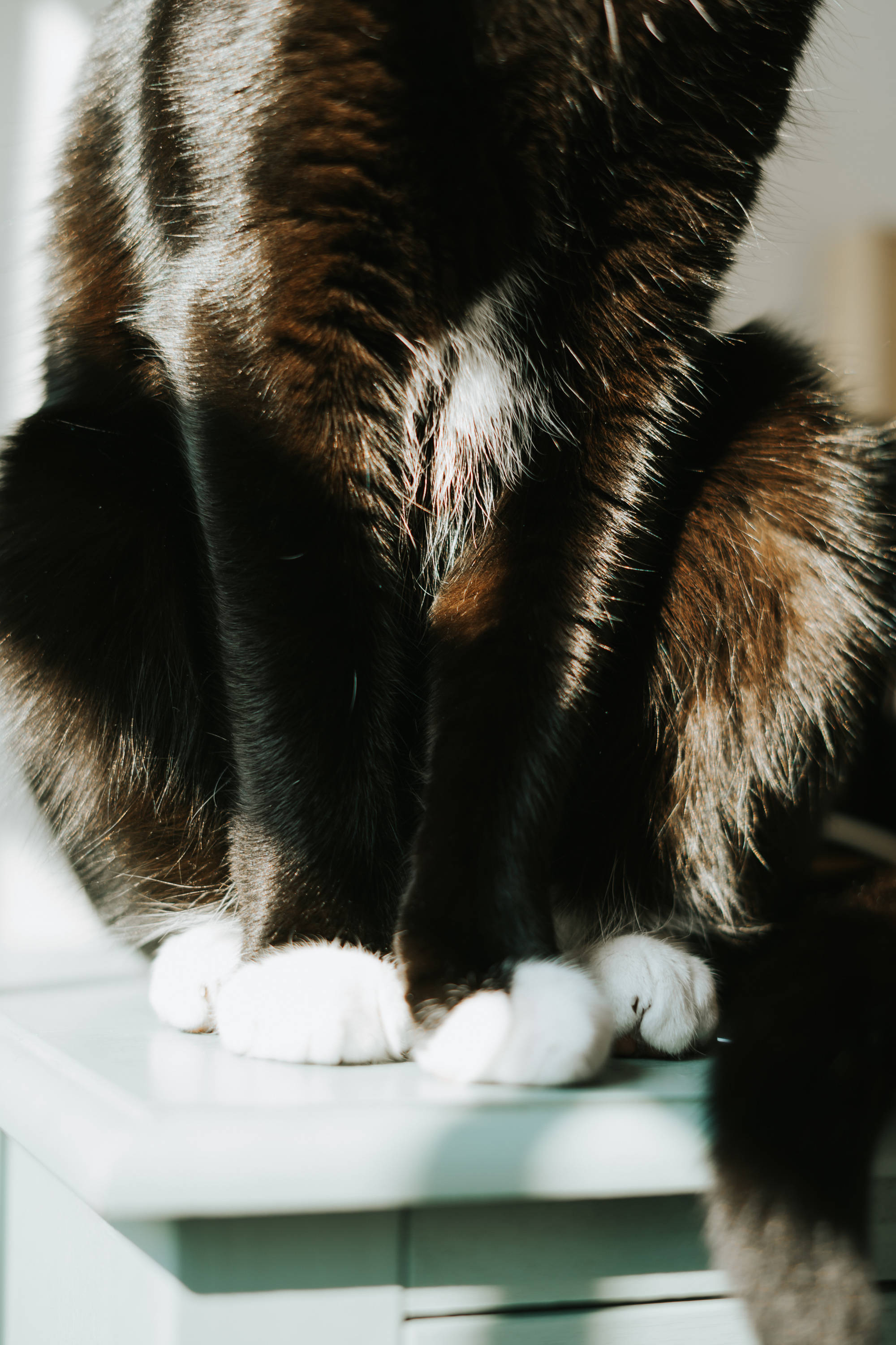 黑猫白爪 壁纸