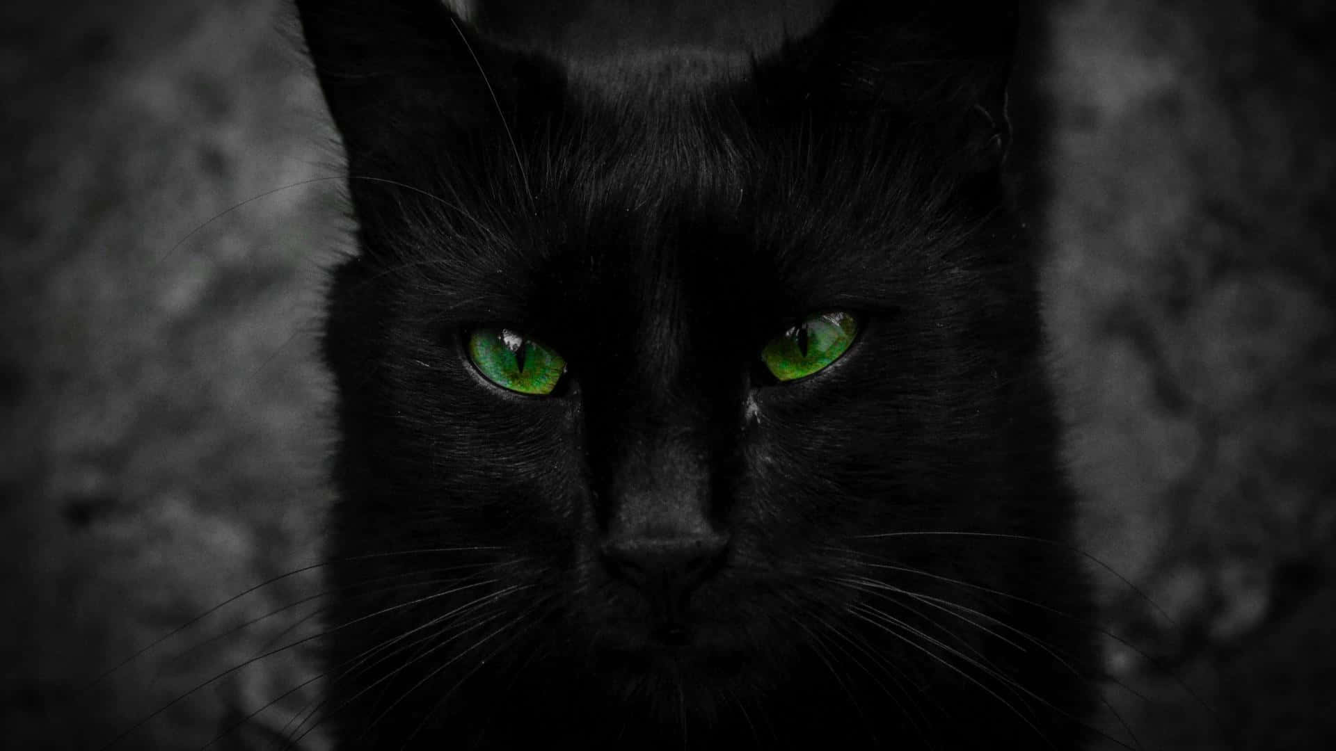 黑猫的独立凝视 壁纸