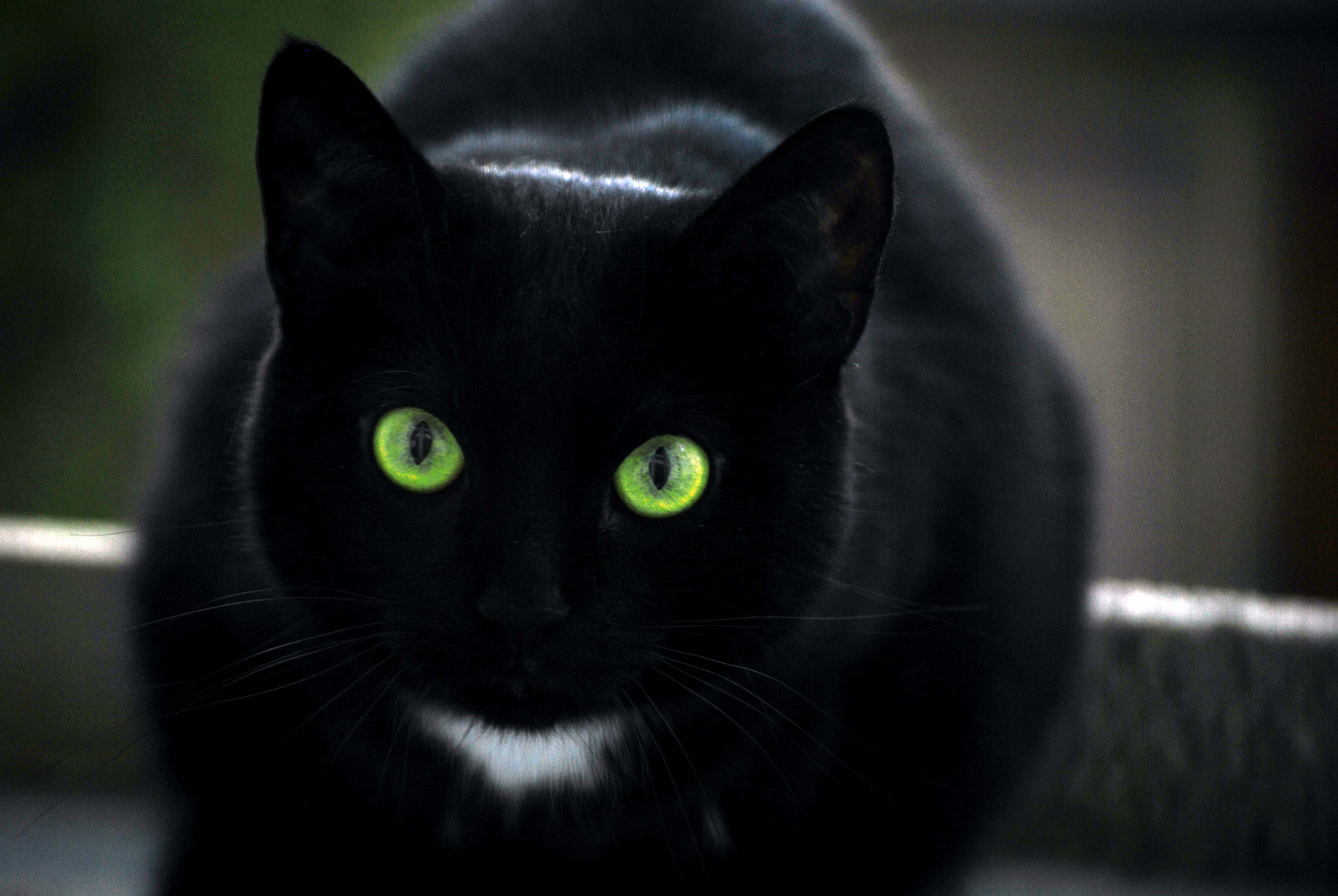 黑猫绿眼 壁纸
