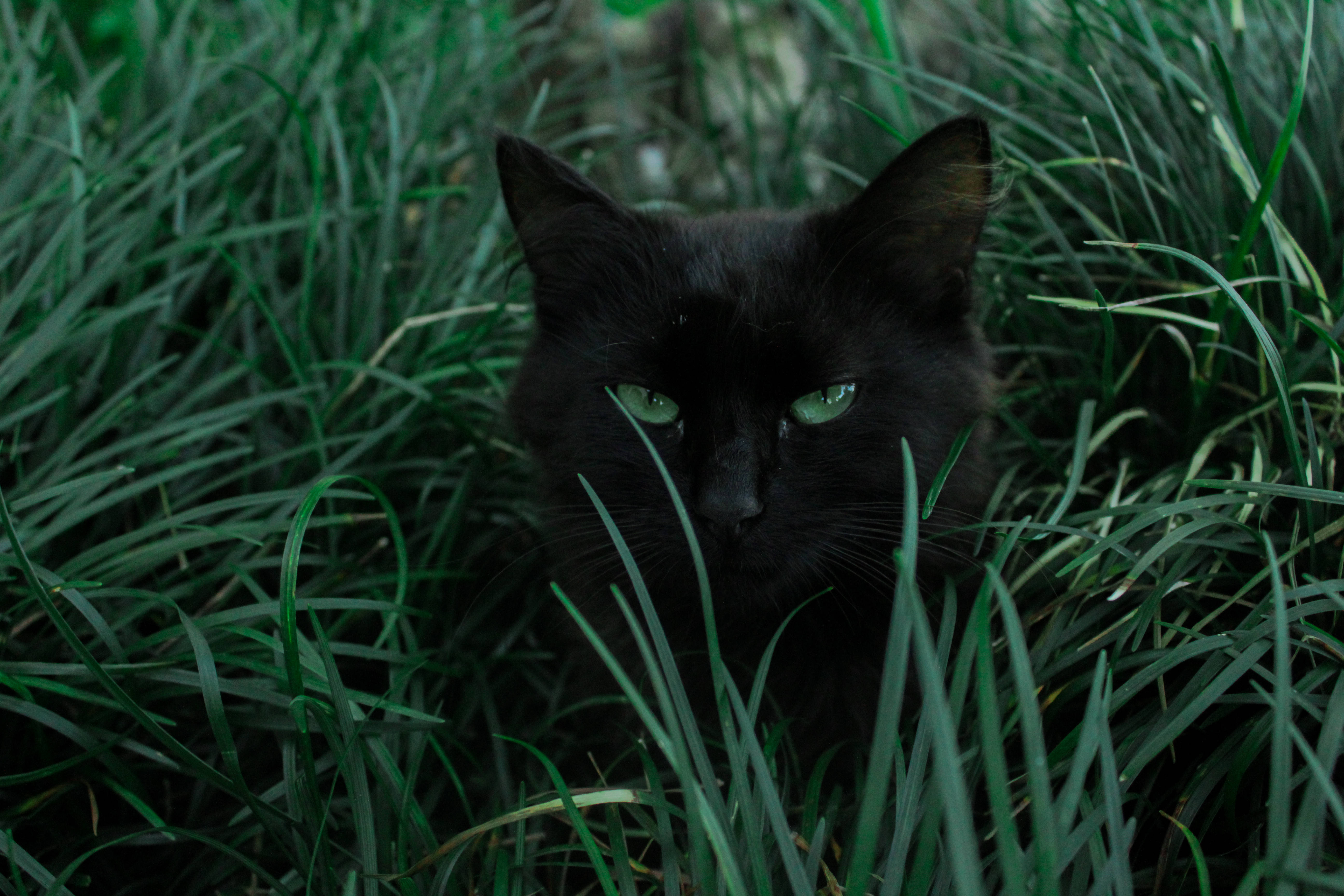 黑猫绿草间 壁纸