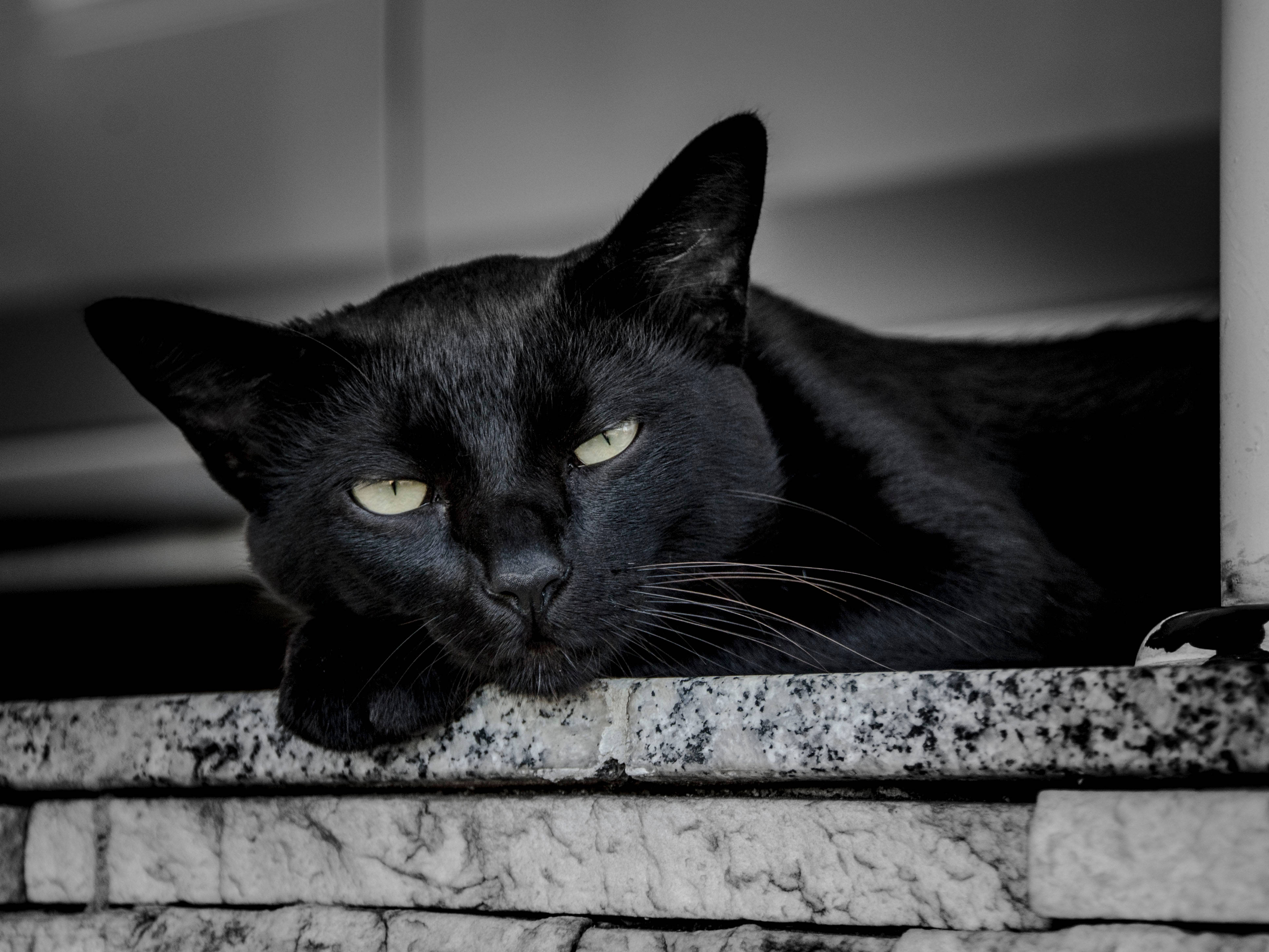 黑猫苏醒 壁纸