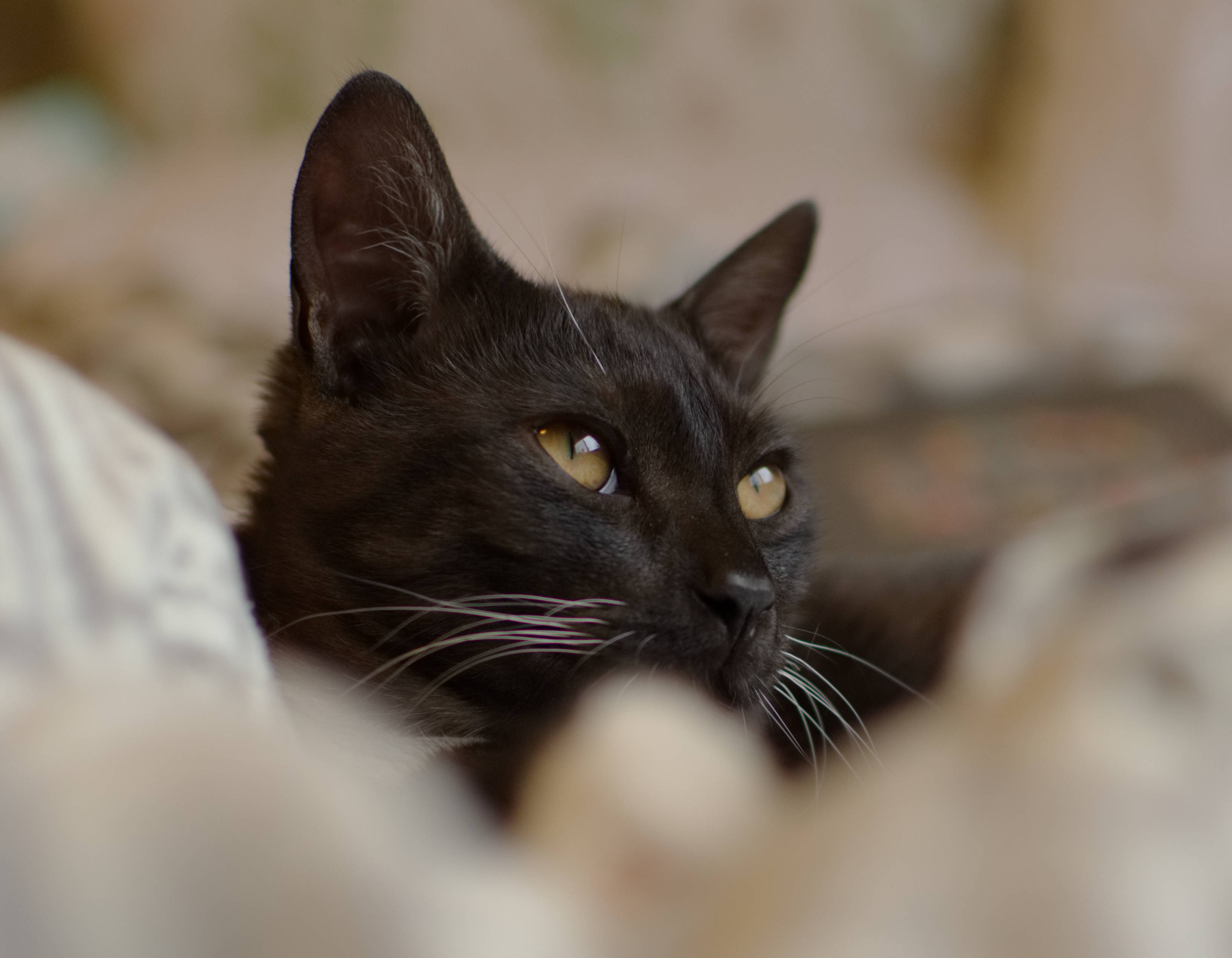 黑猫远眺 壁纸
