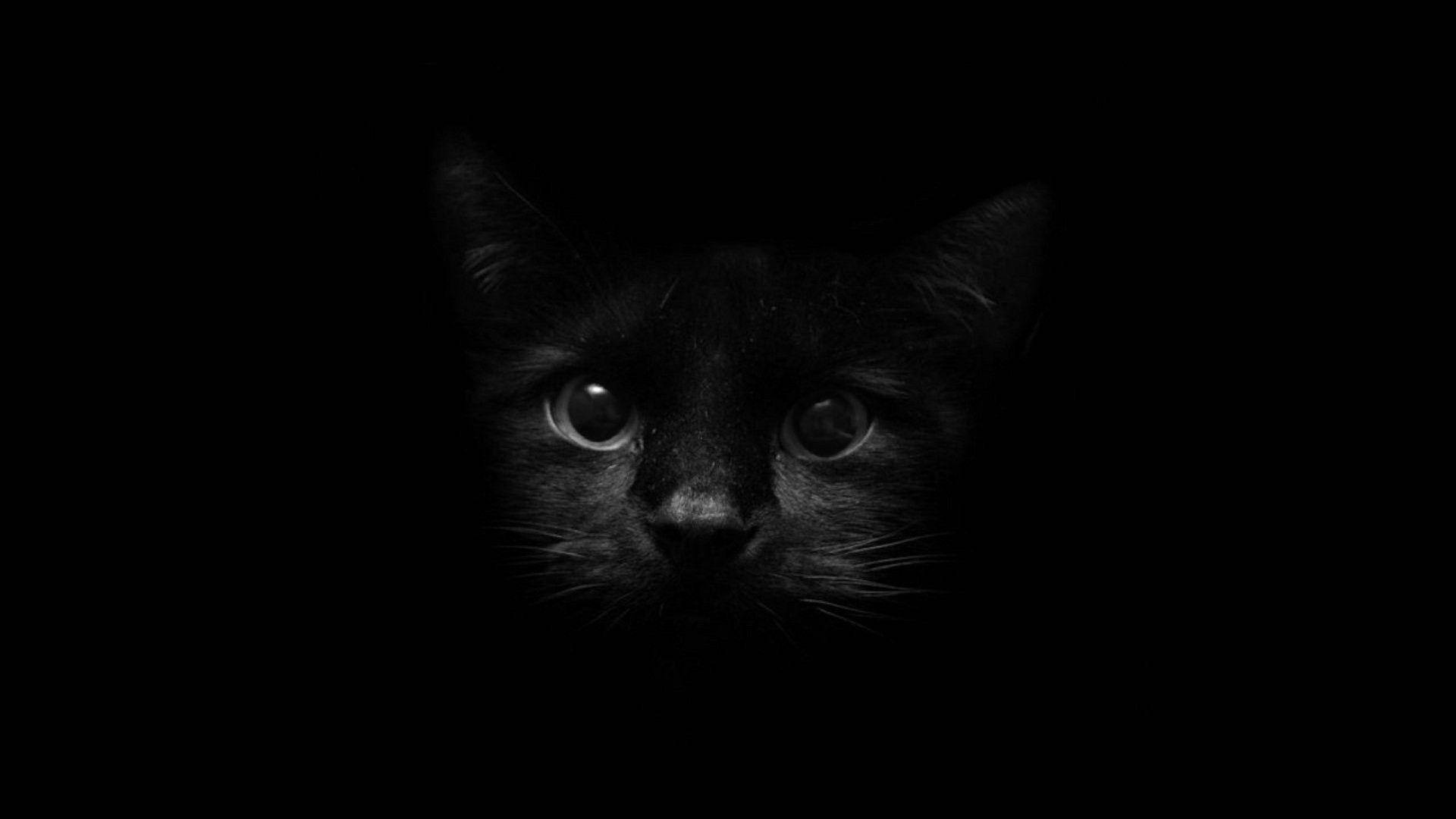 黑猫面孔映衬暗色屏幕 壁纸
