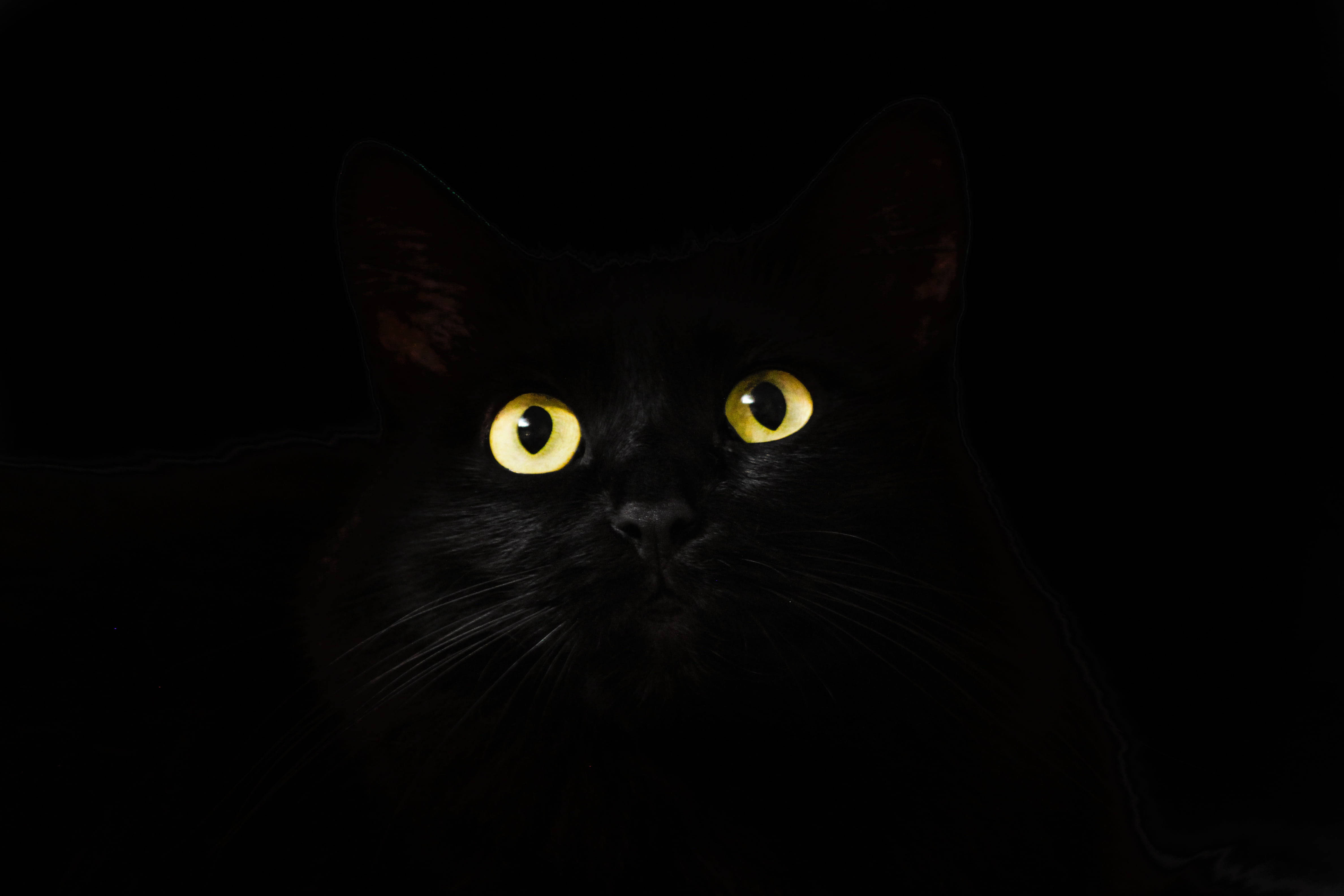 黑猫黑白头像 壁纸