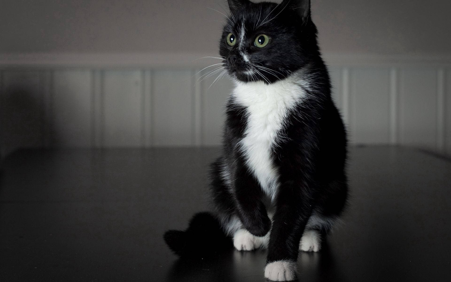黑白动物小猫壁纸