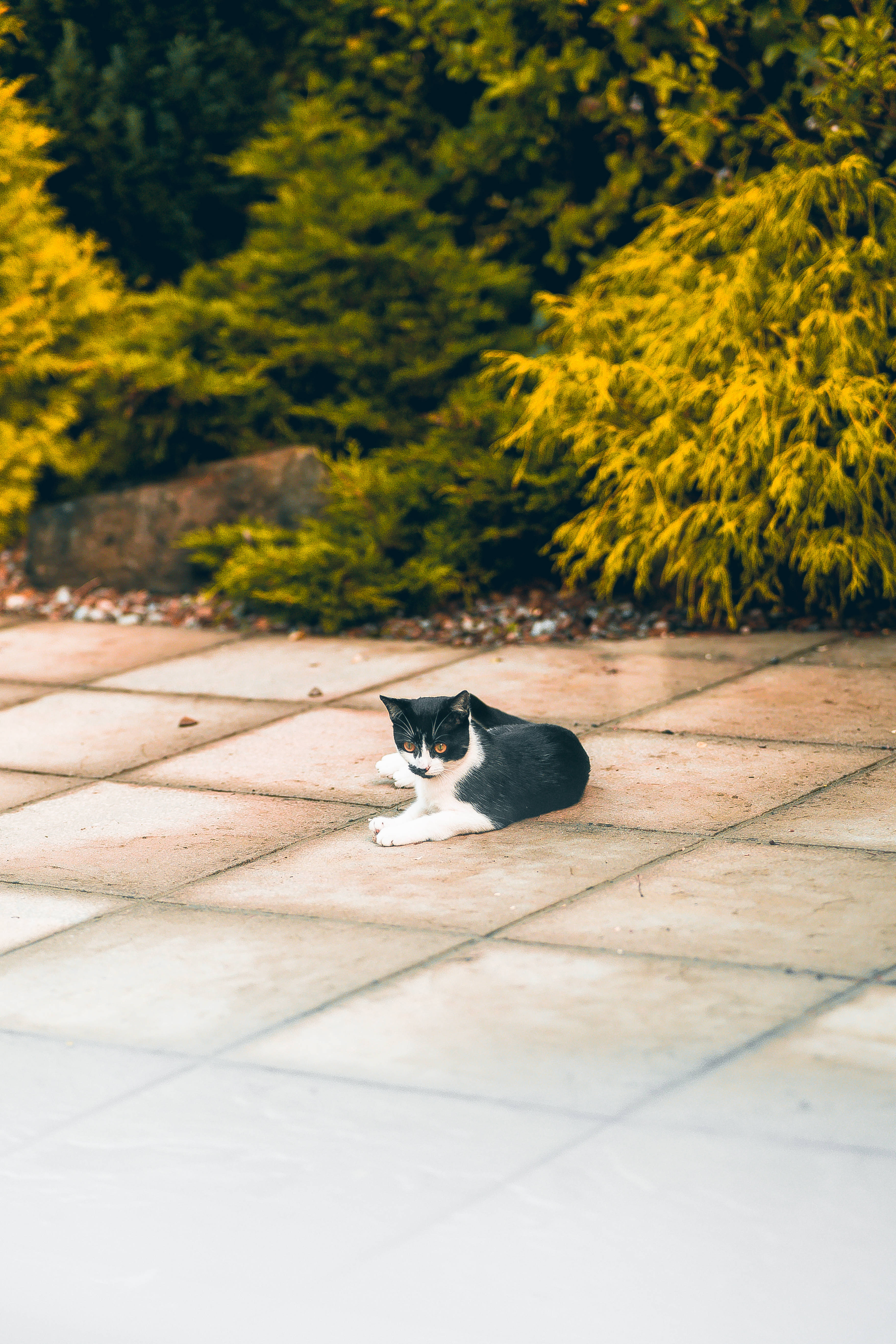 黑白可爱猫咪坐姿 壁纸