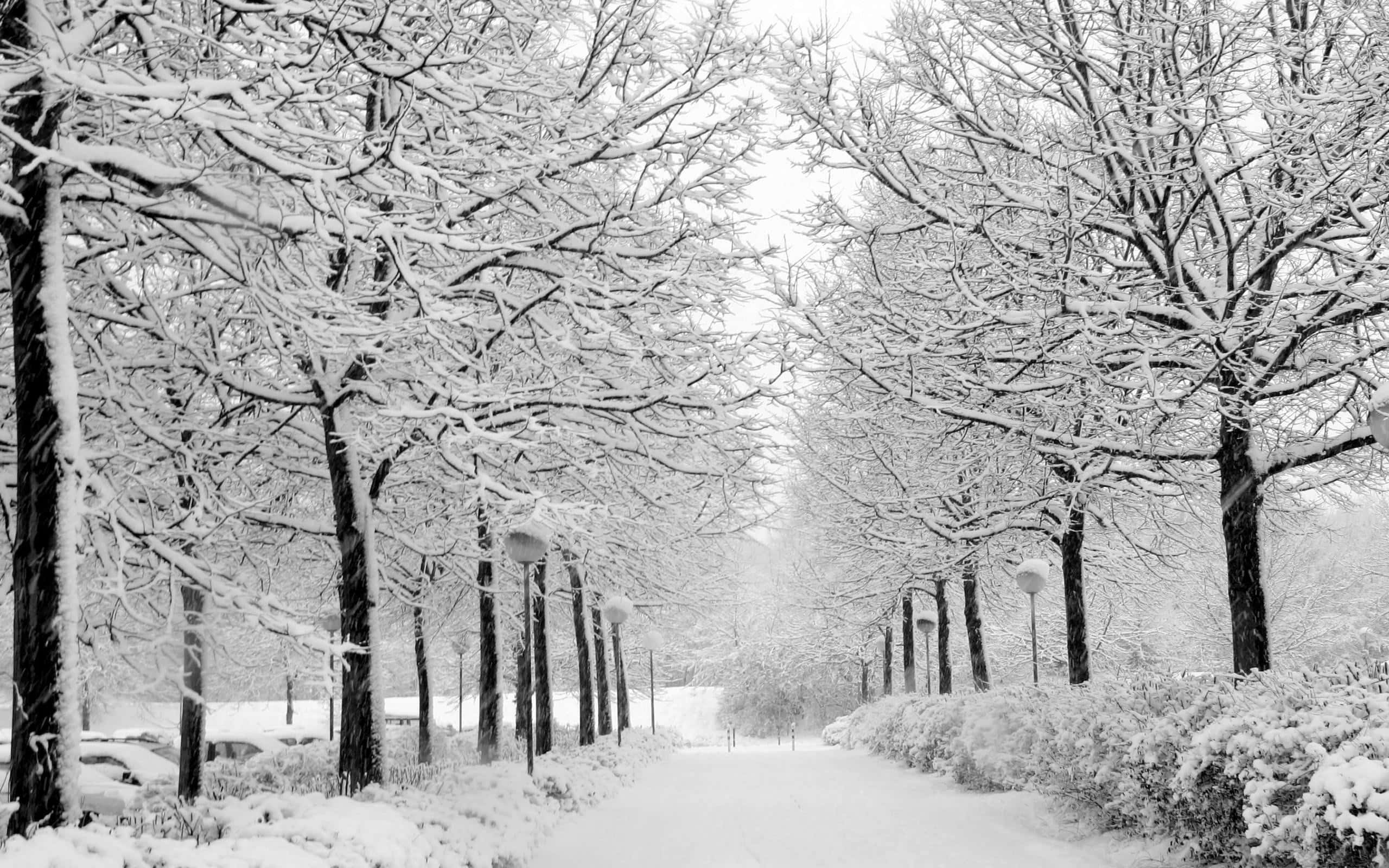 黑白树木与积雪路面背景 壁纸