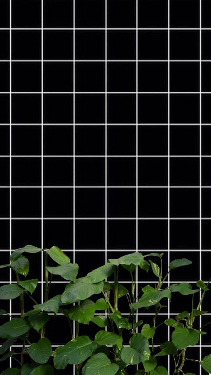 黑白植物网格美学 壁纸