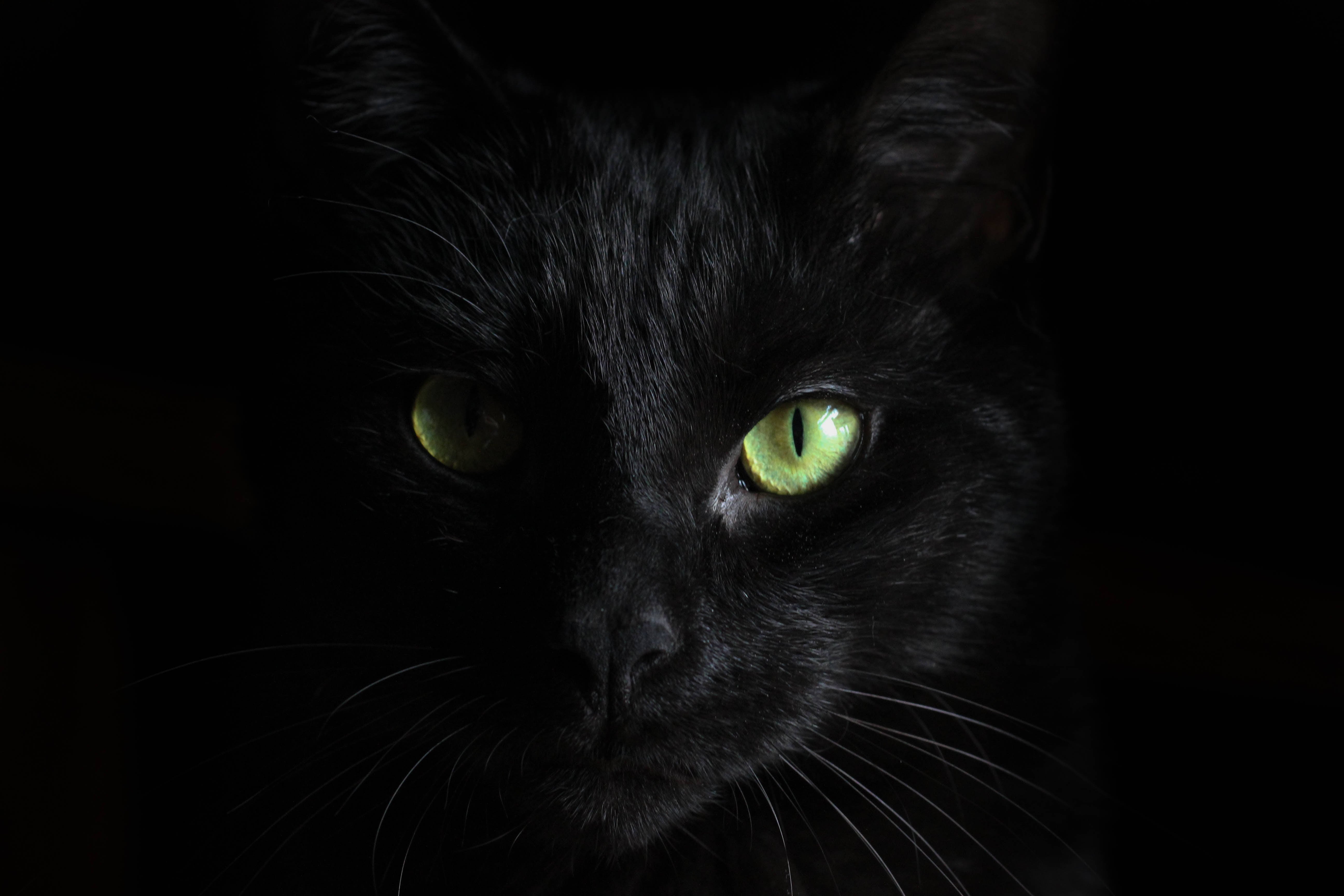 黑绿眼睛的小猫 壁纸