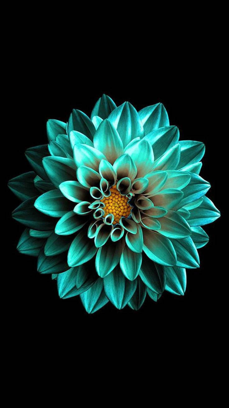 黑色AMOLED翡翠花 壁纸