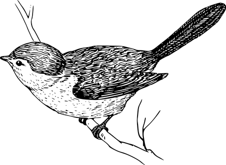 黑色剪影飞鸟 壁纸