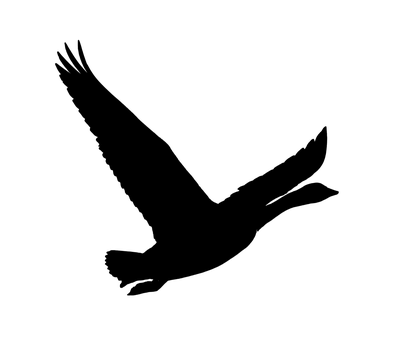 黑色剪影飞鸟 壁纸
