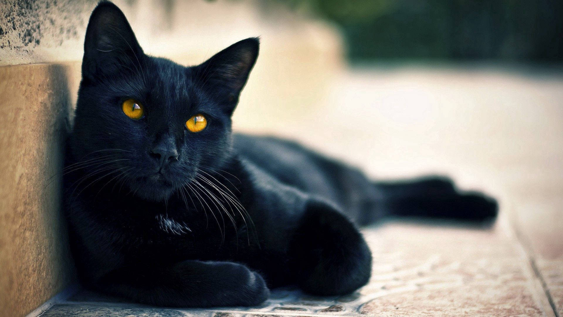 黑色动物卧猫壁纸