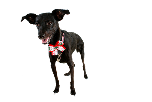 黑色狗狗佩戴节日蝴蝶领带 壁纸
