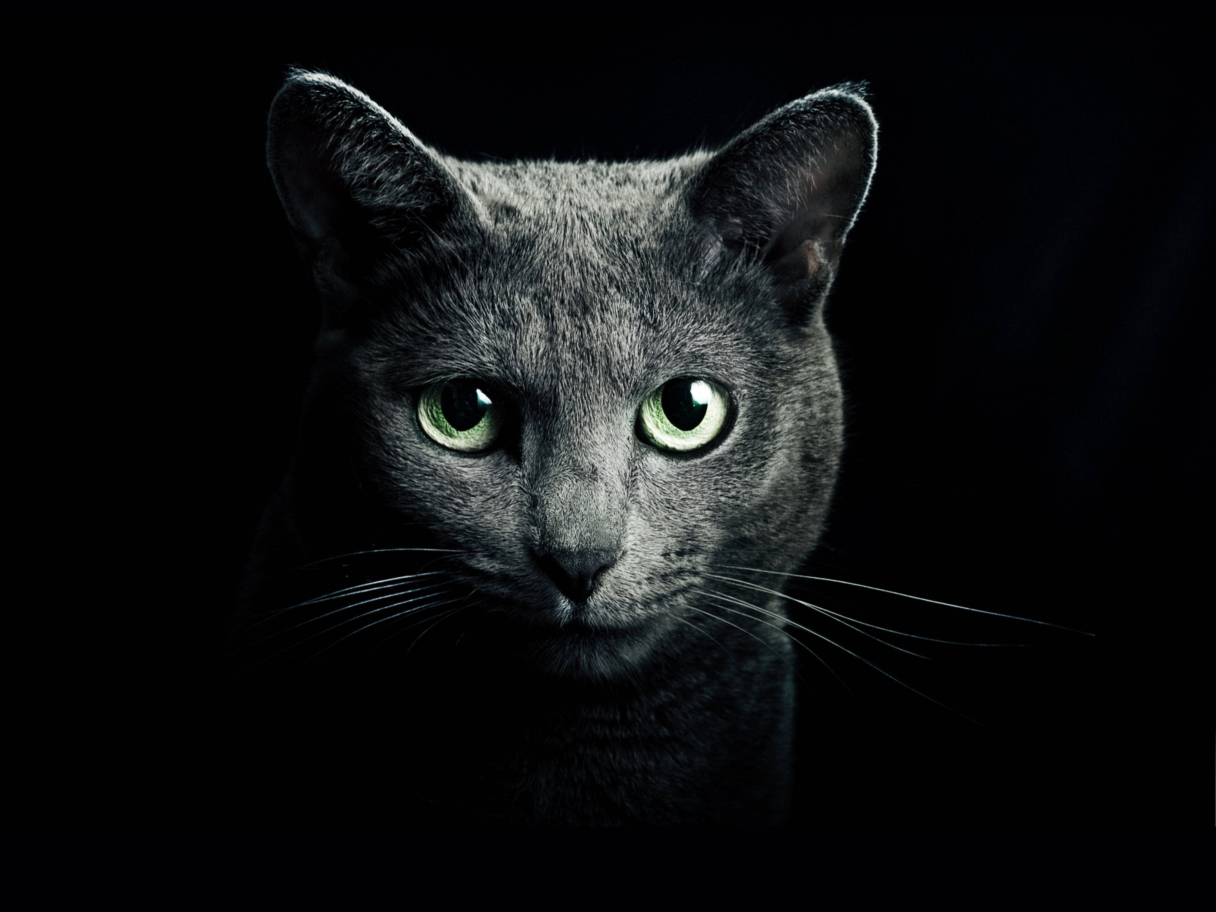 黑色背景下的俄罗斯蓝猫 壁纸