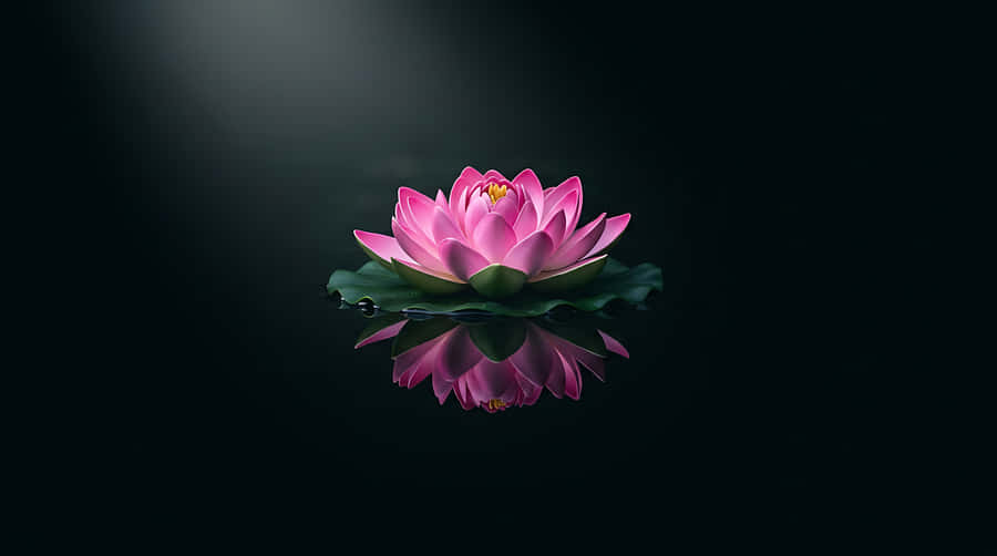 莲花，粉色莲花，睡莲，倒影，禅意，冥想，健康，漂浮，极简，水疗，宁静，静谧，深色背景，自然，花卉，绽放，纯洁，灵性，瑜伽，放松