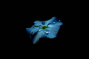 AMOLED壁纸：黑色背景中的蓝色花朵与水滴
