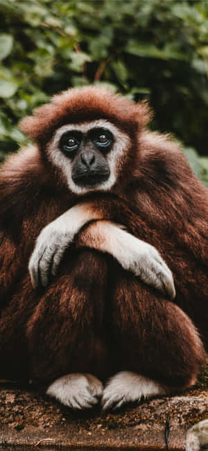 Android Gibbon 背景 — POCO M 壁纸