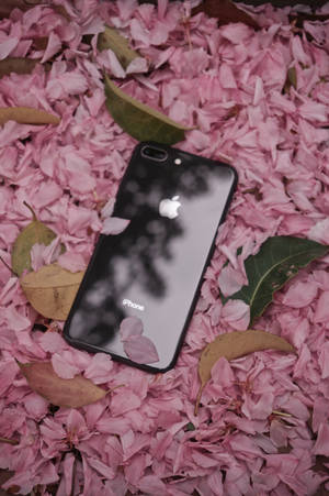 iPhone 8 与花朵 — iPhone 8 壁纸