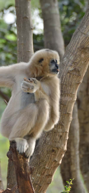 iPhone Xs Max Gibbon 背景 — 银河A 壁纸