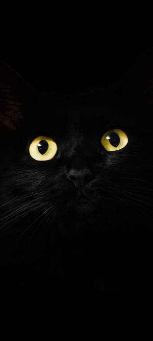 Note 10 Plus 黑猫壁纸 — iPhone 12 Pro Max 壁纸