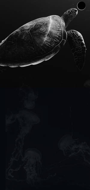 S10+ 暗黑海龟壁纸 — iPhone 18 Pro Max 壁纸