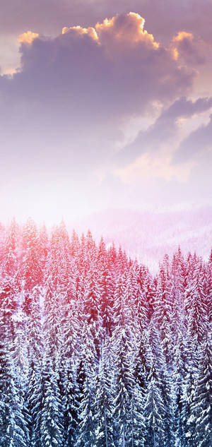 S10冬日雪树壁纸 — iPhone 18 壁纸