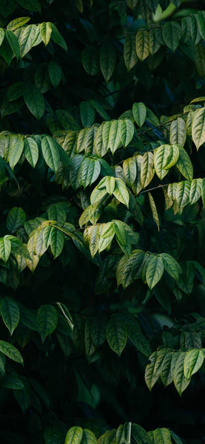 植物 iPhone — iPhone 18 壁纸