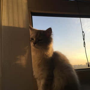 美学猫咪图片 — 美学猫 壁纸