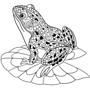 青蛙绘画图片 — iPad Pro 壁纸
