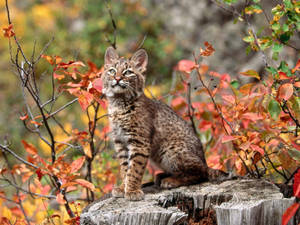 预览壁纸 猞猁 幼崽 树枝 — 4:3 壁纸