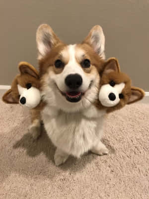 柯基犬趣味图片 — iPad 第九代 壁纸
