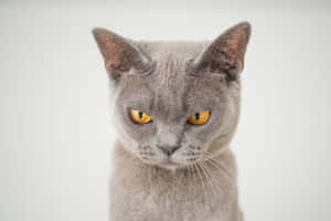 Grumpy Cat图片 — MacBook Pro M2 壁纸