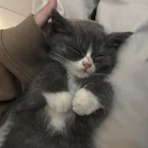 唯美猫咪图片 — 美学猫 壁纸