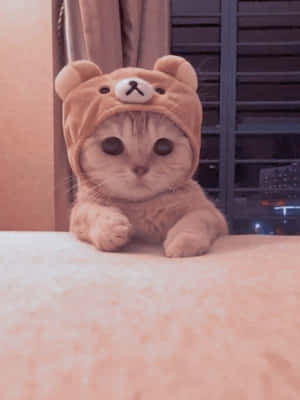 唯美猫咪图片 — 猫 壁纸