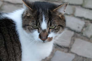 Grumpy Cat图片 — MacBook Pro M2 壁纸